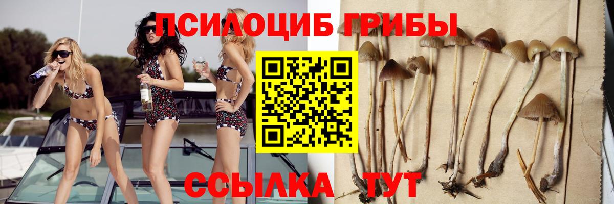 Галлюциногенные грибы Psilocybe Грозный